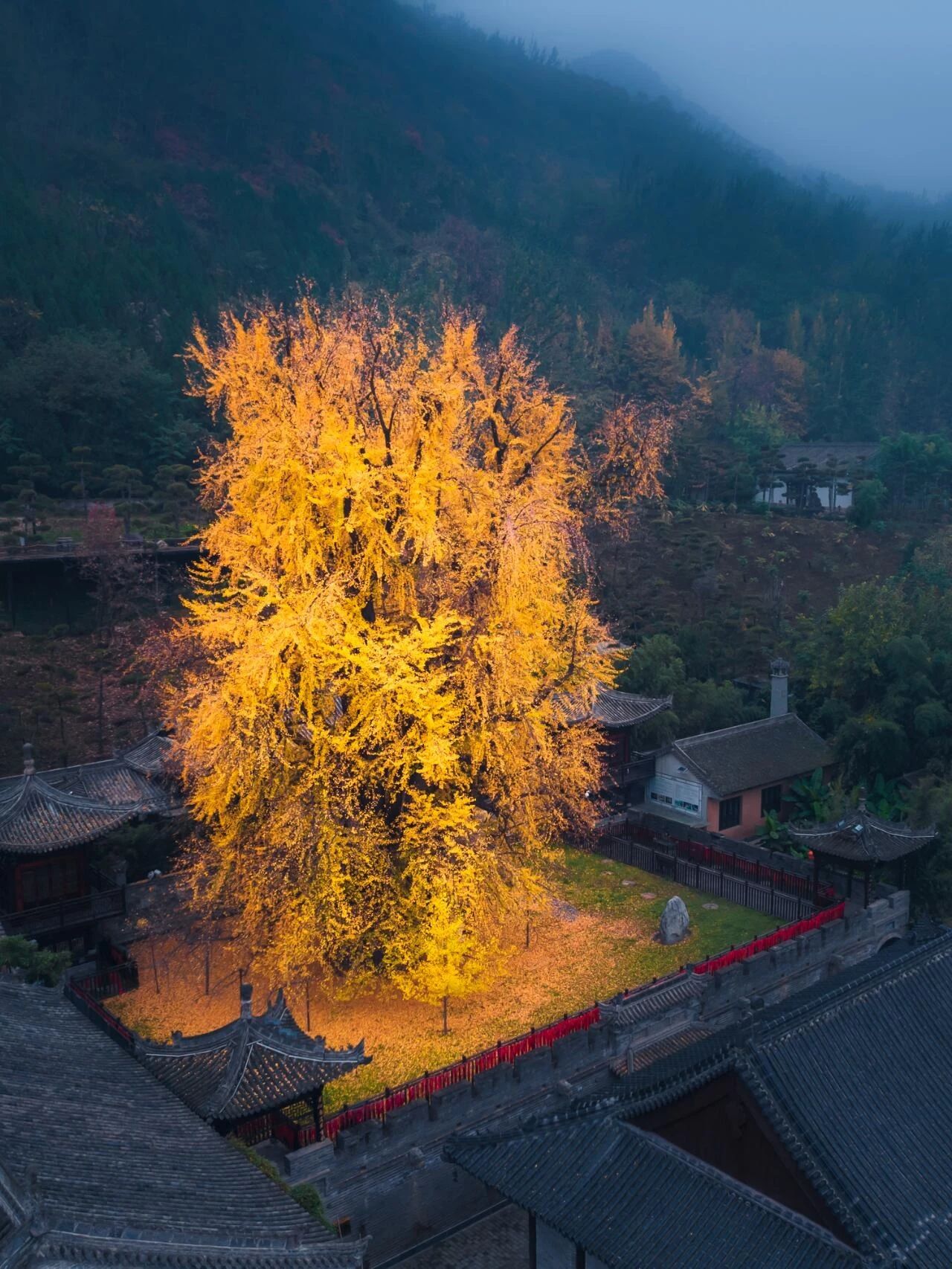 In Xi'an! Every fall, the whole Internet waits for this tree to turn yellow.