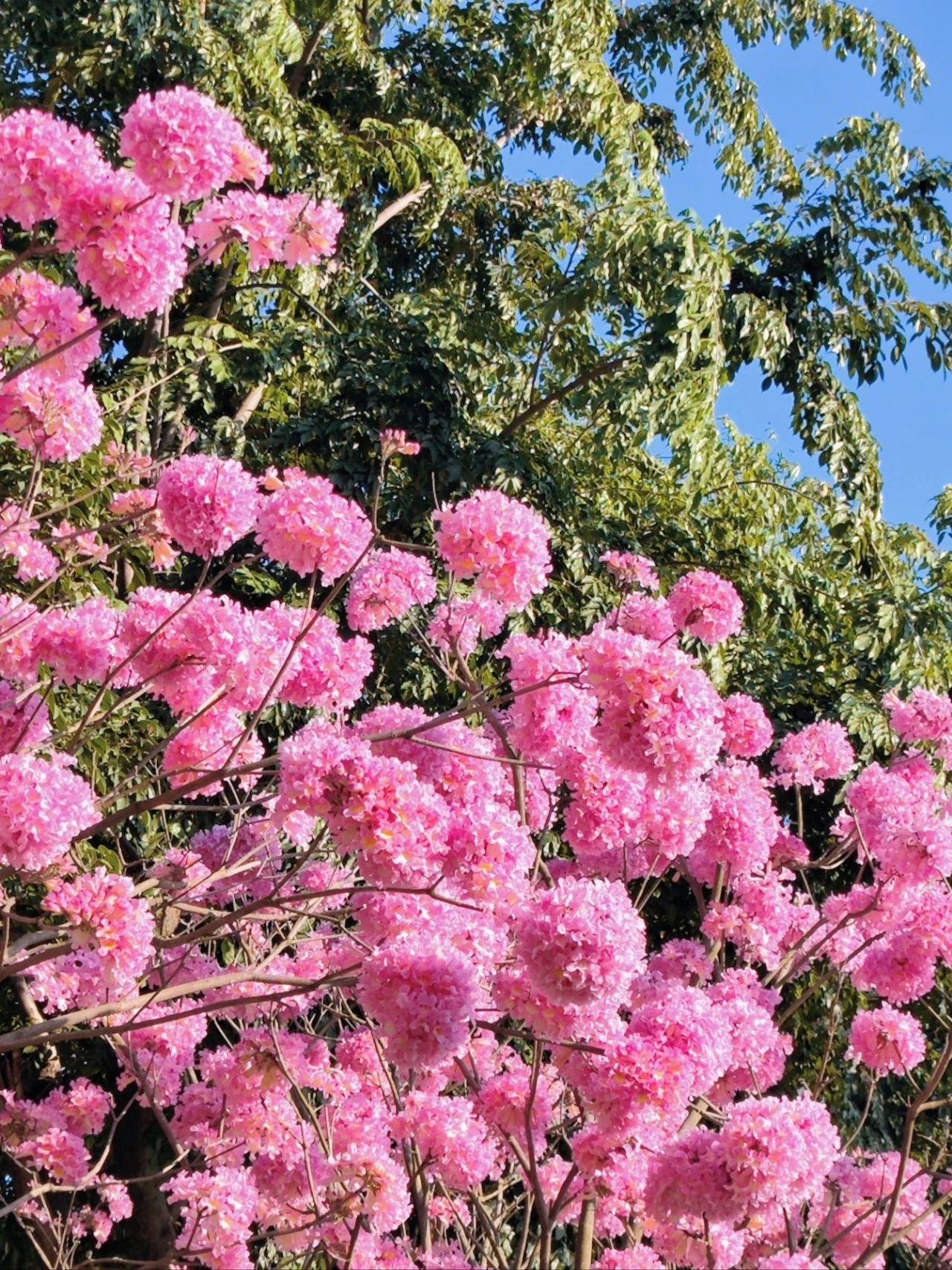 pink bellflower