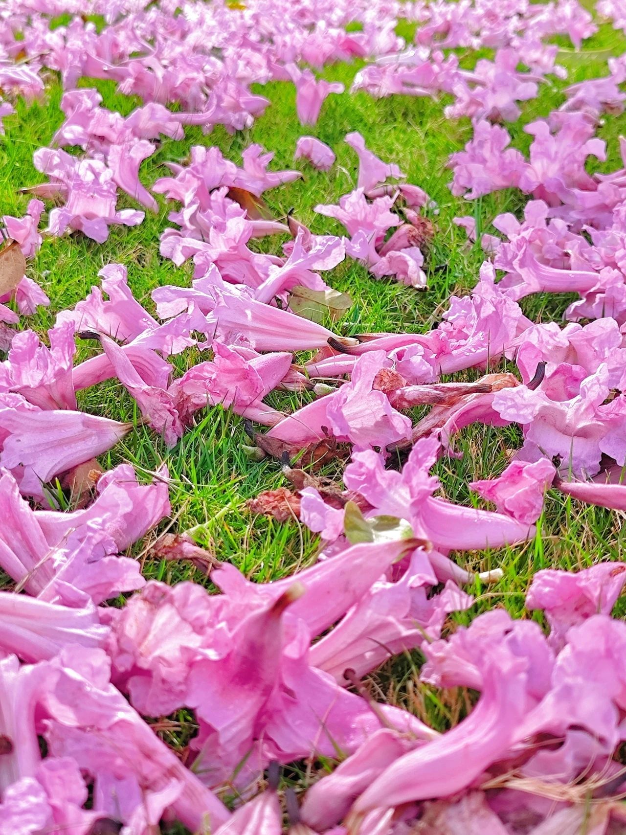 pink bellflower