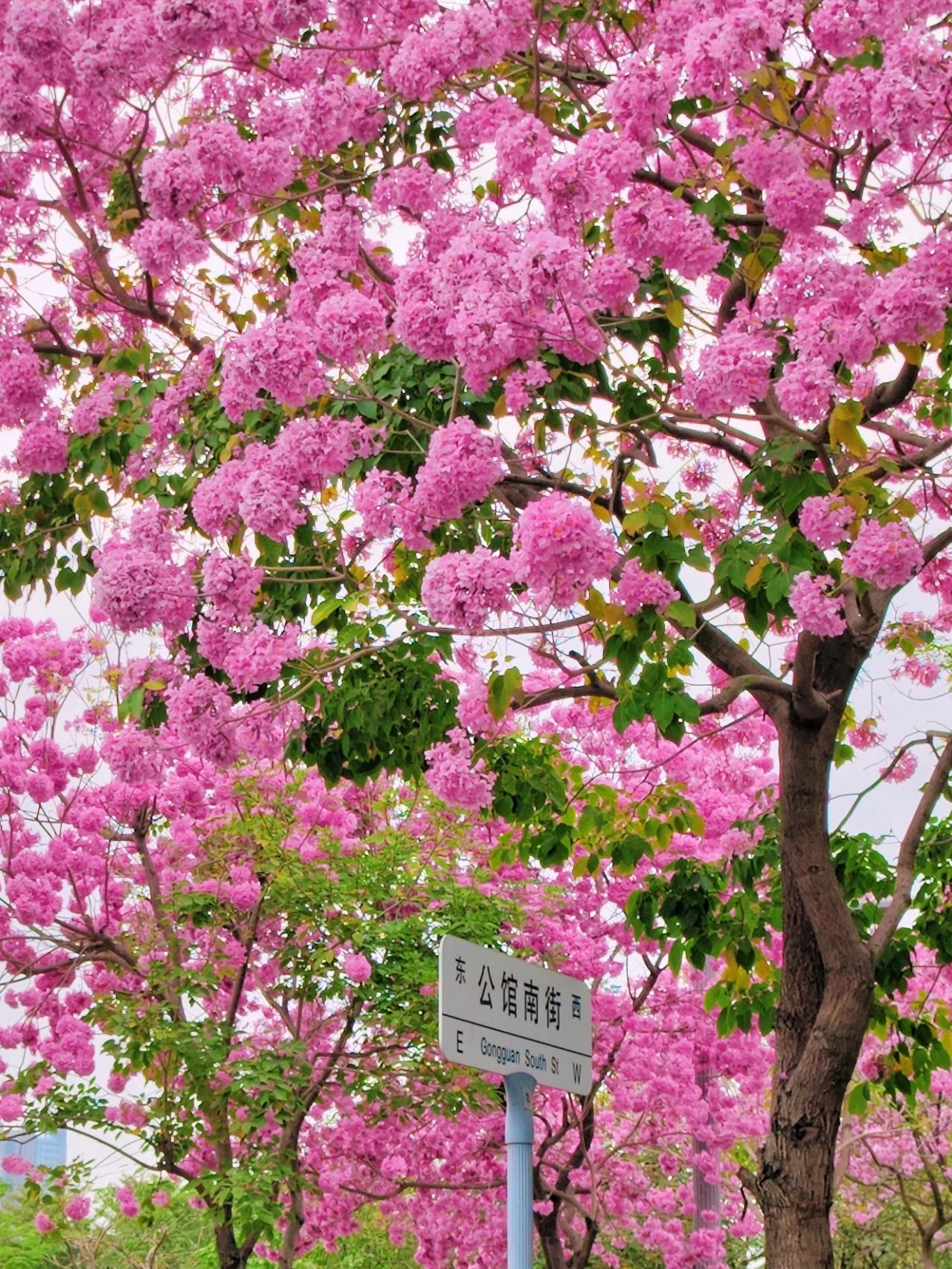 pink bellflower