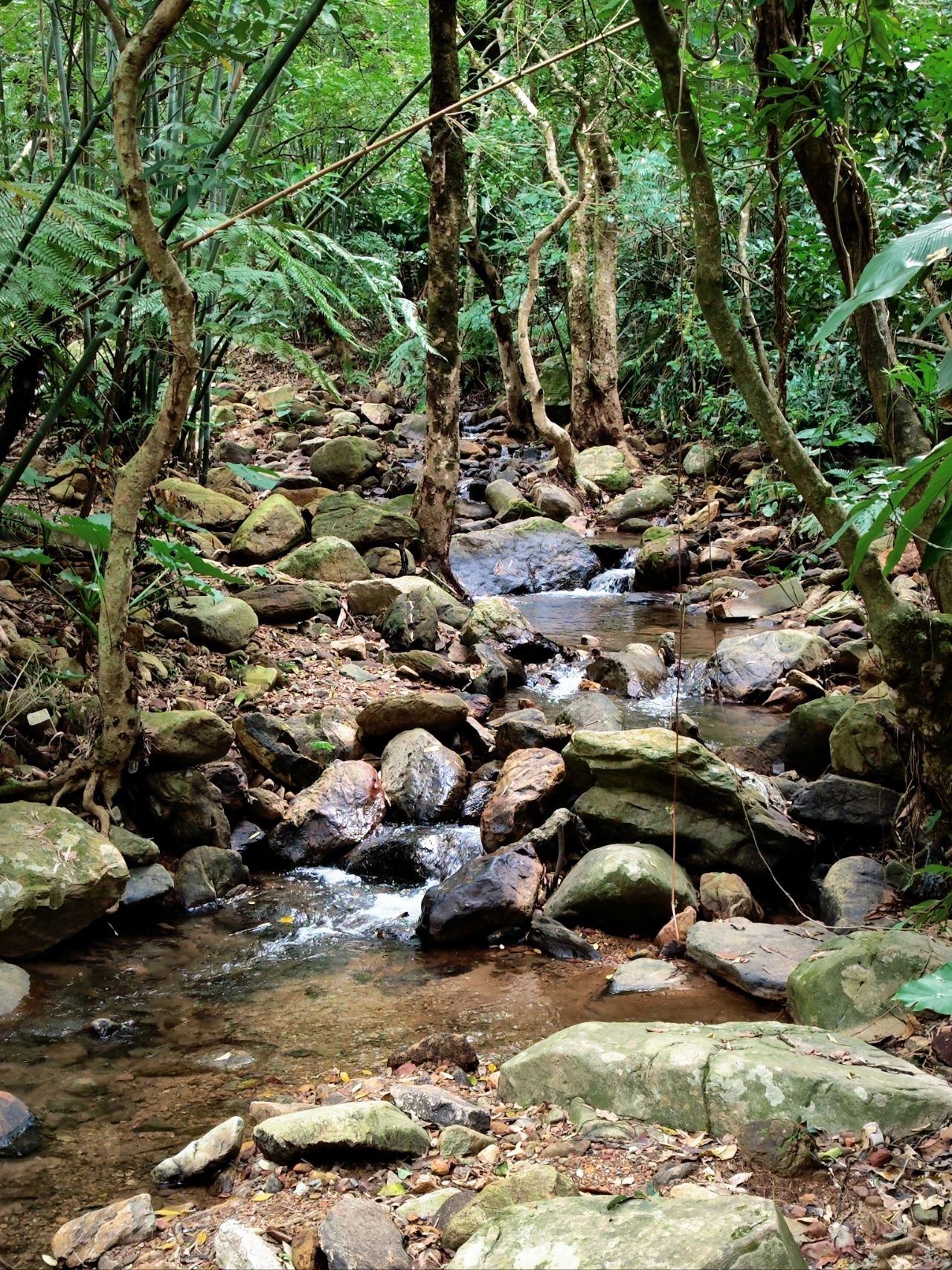 Xianhu Botanical Garden's Hidden Hitting Spots