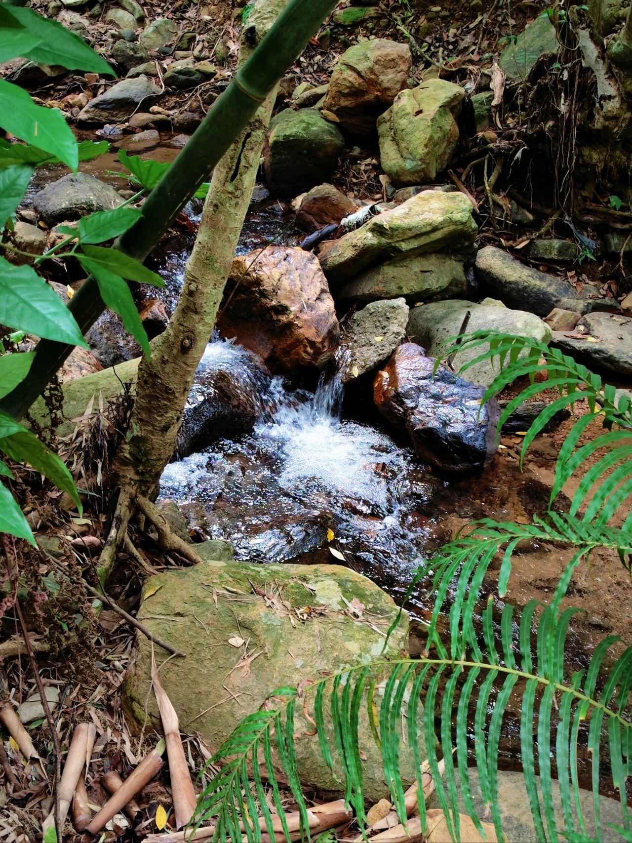 Xianhu Botanical Garden's Hidden Hitting Spots