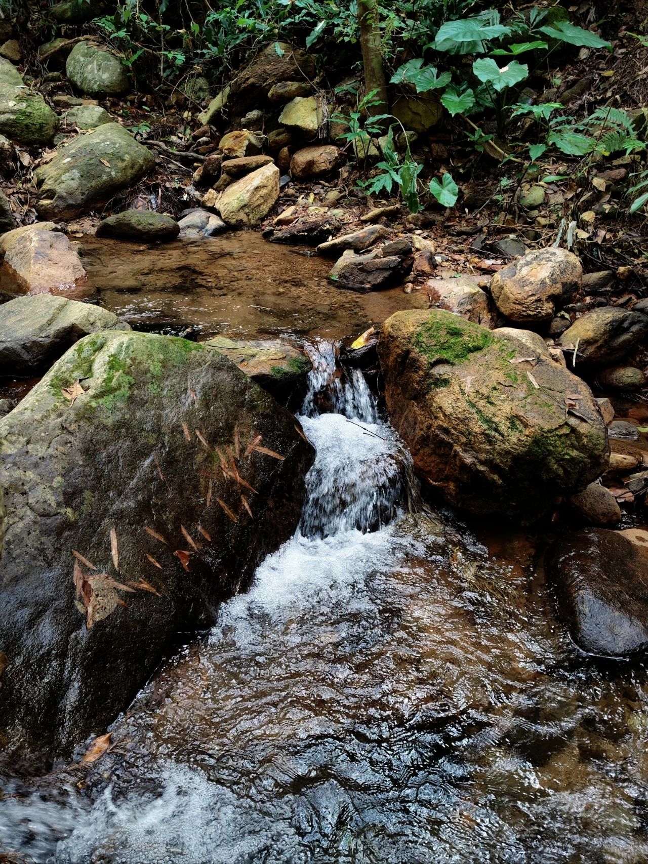 Xianhu Botanical Garden's Hidden Hitting Spots