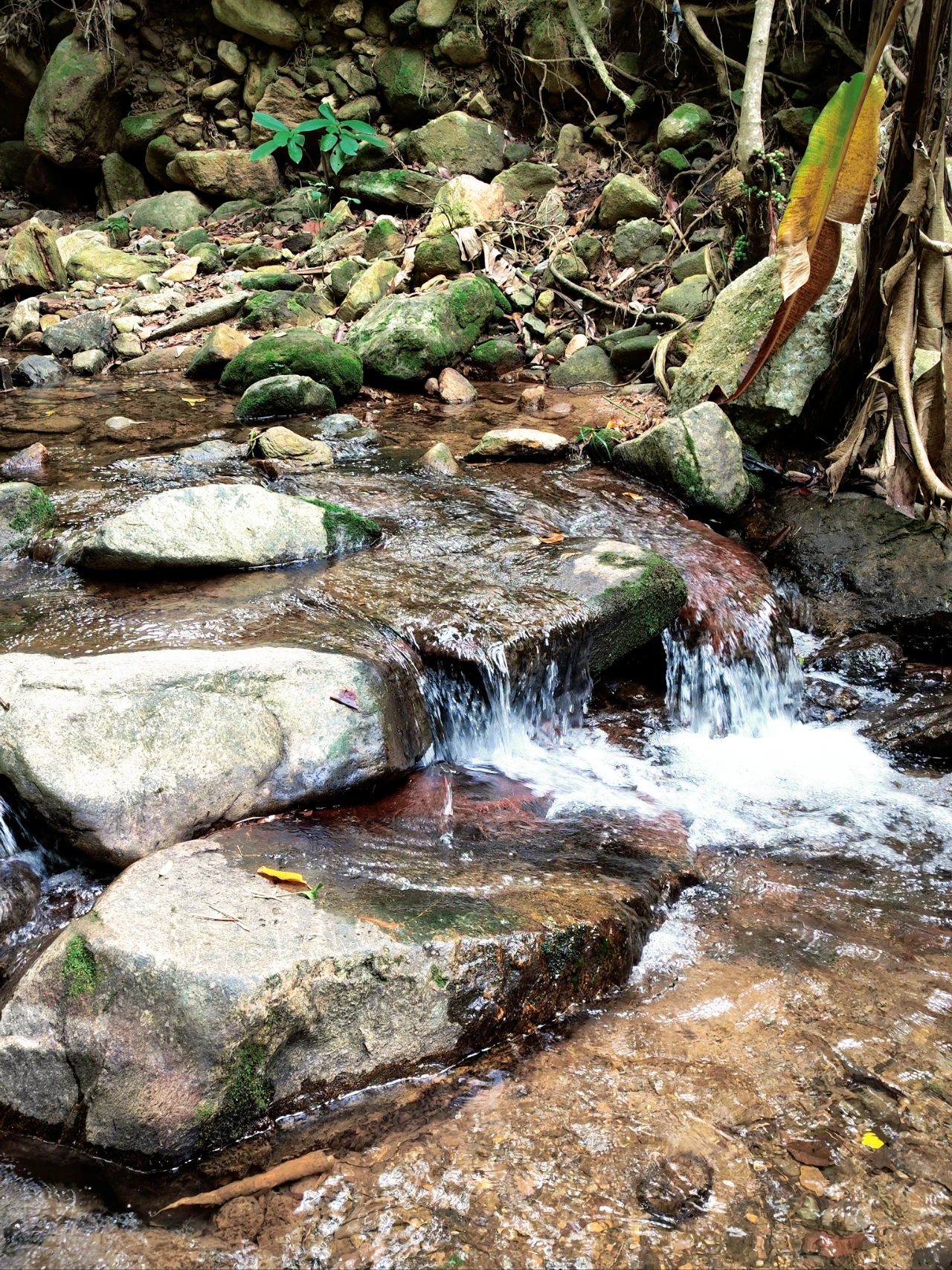 Xianhu Botanical Garden's Hidden Hitting Spots