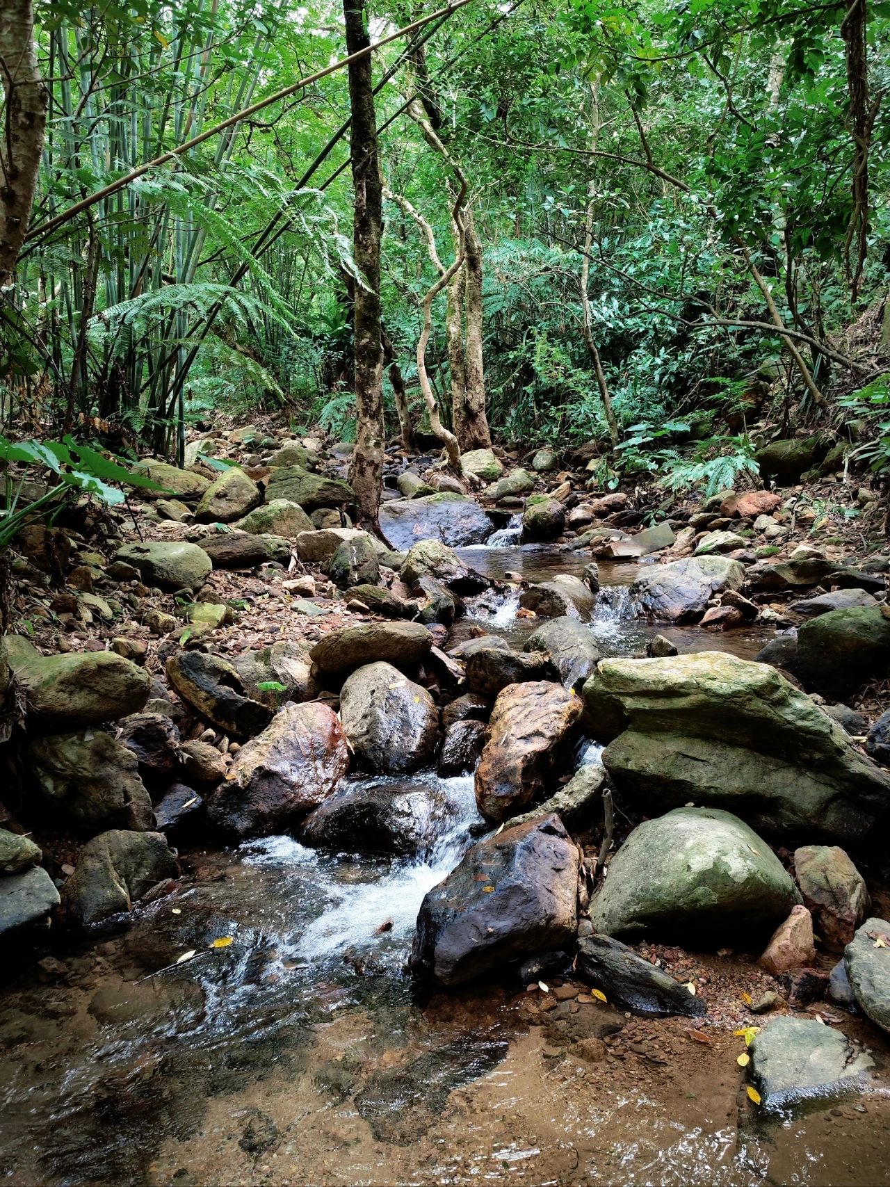 Xianhu Botanical Garden's Hidden Hitting Spots