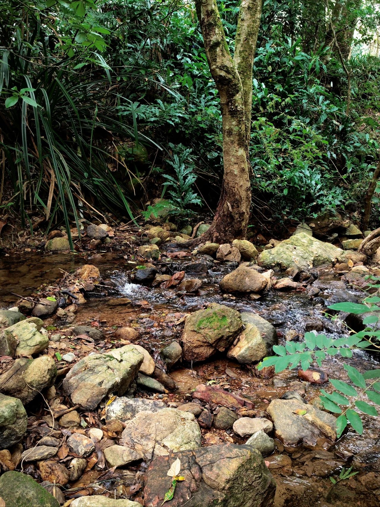 Xianhu Botanical Garden's Hidden Hitting Spots